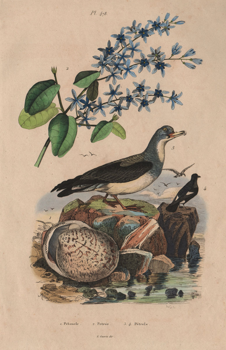 Pétoncle (Scallop). Petrea (sandpaper vine). Petrels 1833 old antique print